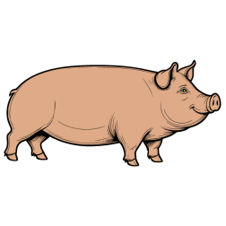Pig 6