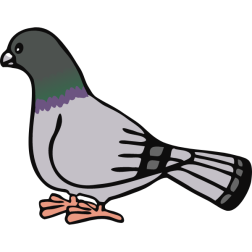 Massively improved pigeon