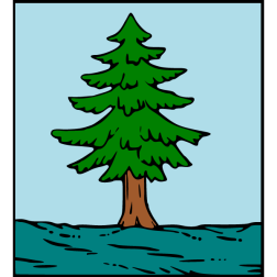 Pine 17