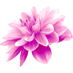 PinkFlower