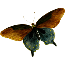PipevineSwallowtail