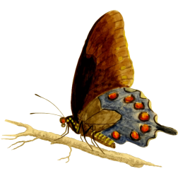 PipevineSwallowtail2