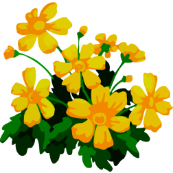 Plant5