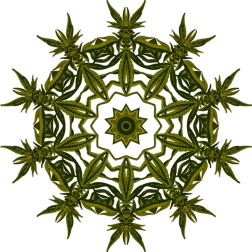 PlantDesign26