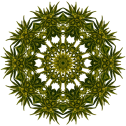 PlantDesign31