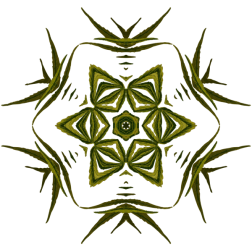 PlantDesign41