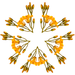 PlantDesign46