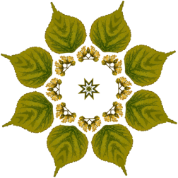 PlantDesign66
