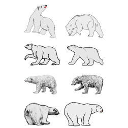 Polar bears