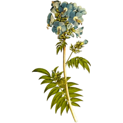 PolemoniumCoeruleum