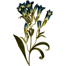 PorcelainFloweredGentian