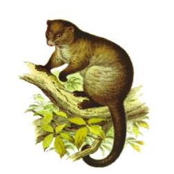 PseudochirusLemuroides