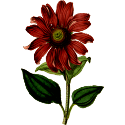 PurpleConeflower