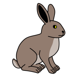 Rabbit III