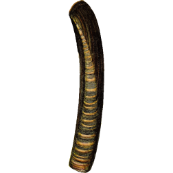 RazorShell