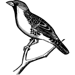 RepublicanGrosbeak