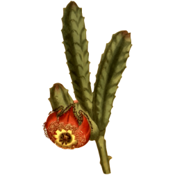 RevoluteFloweredStapelia