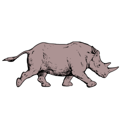 Rhinoceros VIII