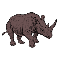 Rhinoceros VII