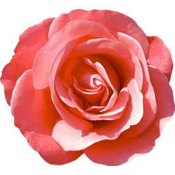 Rose16