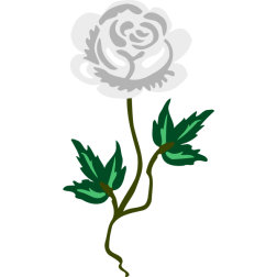 Rose17White
