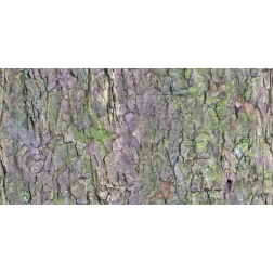 RoughBark