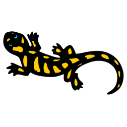 Salamander 2