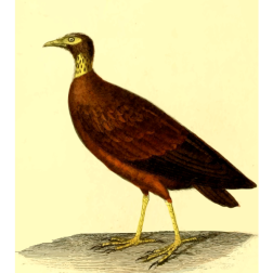 Scrubfowl