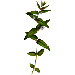 ScutellariaGalericulata