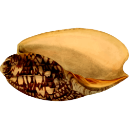 SeaShell24