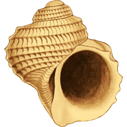 Seashell37