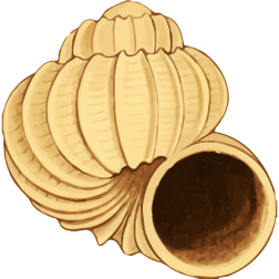Seashell38