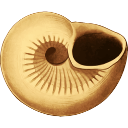 Seashell41