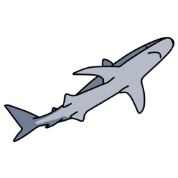 Shark 13