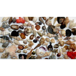 Shellfish