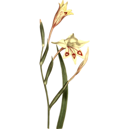 ShortLeavedWatsonia