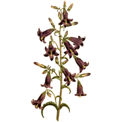 SiberianBellFlower