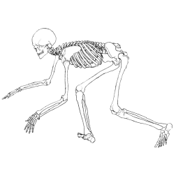 Skeletons VII