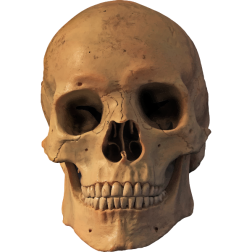 Skull17