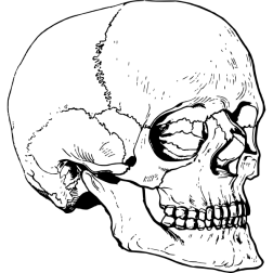 Skull20