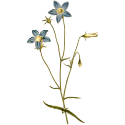 SlenderBellFlower