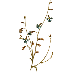 SlenderStemmedLobelia