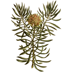 SmallSmoothLeavedProtea