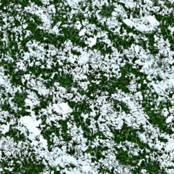 SnowOnGrass2