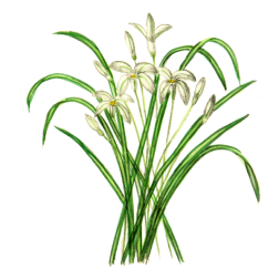 Snowdrops vector image