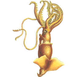 Squid