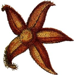 StarFish2