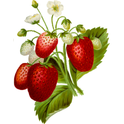 Strawberries2