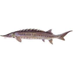 Sturgeon2