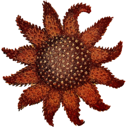 SunStar